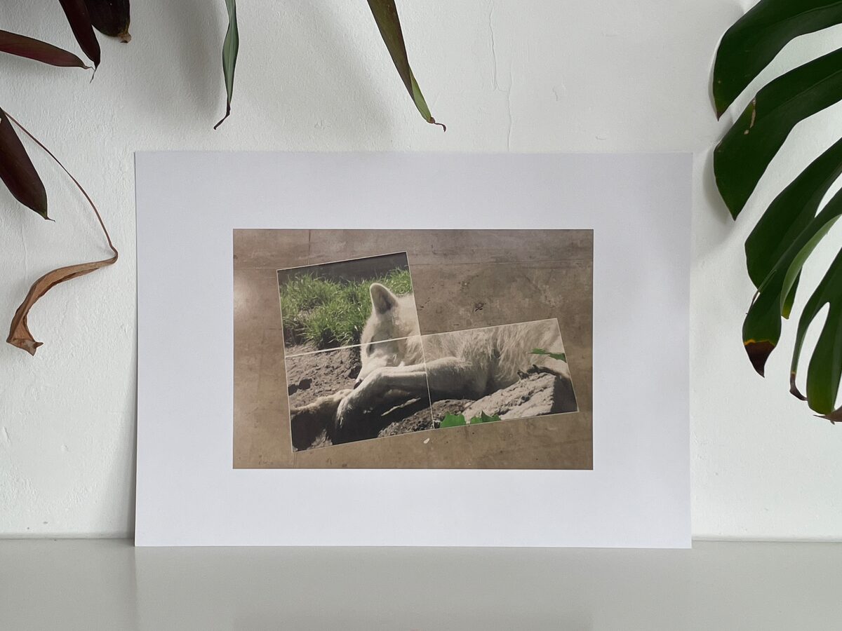 Witte Ruis, sleeper II
