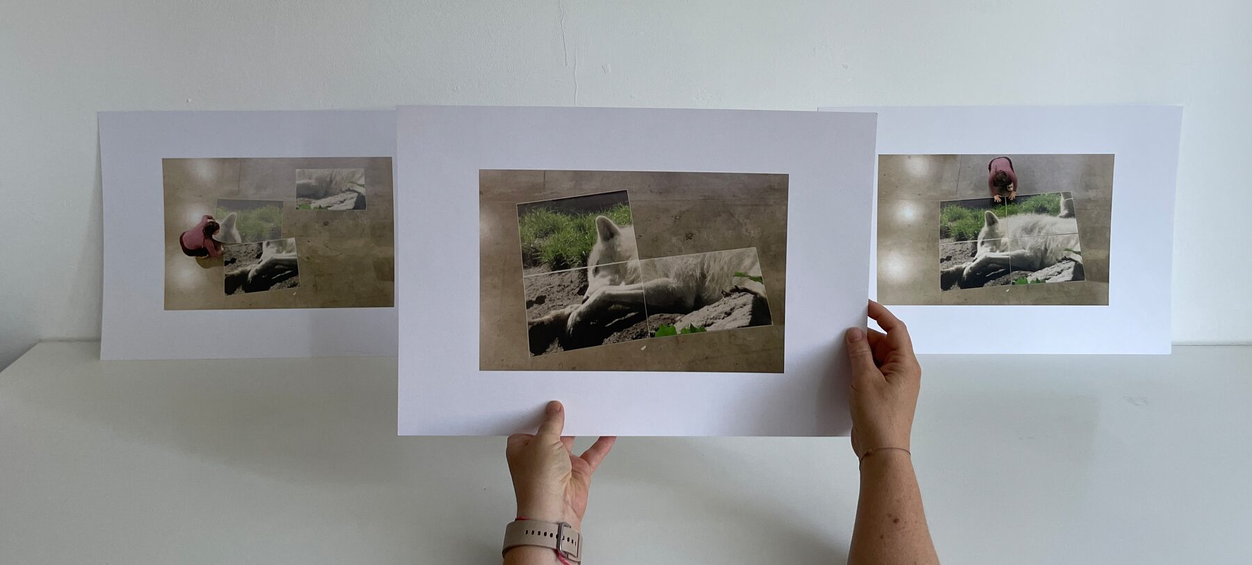 Witte Ruis, sleeper: the three prints of the triptych held up side by side